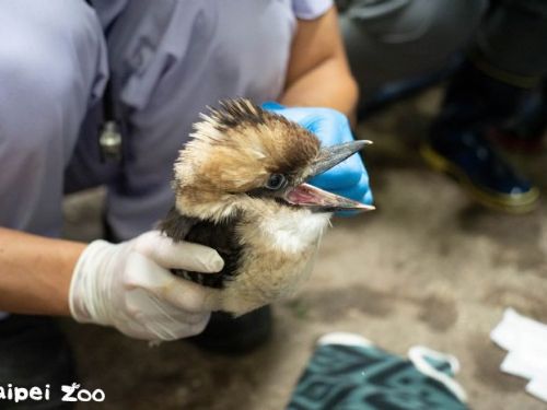 笑聲滿雨林｜臺北市立動物園笑翠鳥家族喜添新成員，育雛日常萌度爆表